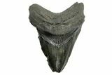 Fossil Megalodon Tooth - South Carolina #362433-1